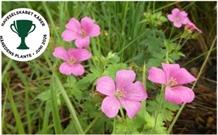 Storkenæb - Nordic 'Rose Clair'
